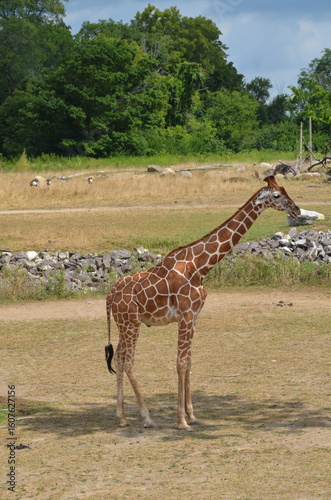 Photography giraffe in the savannah