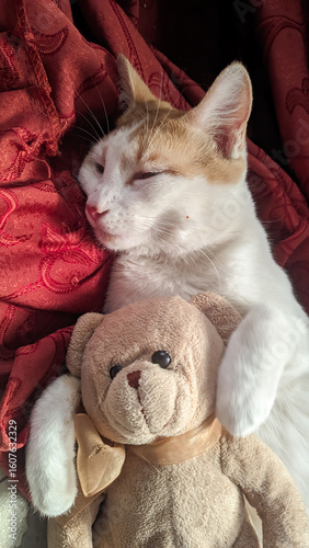 Vertical photo of a white cat sleeping on a red sofa, cuddling its favorite teddy bear.
