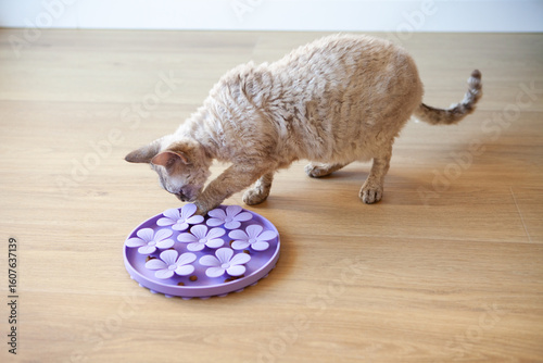 Cat playing with a purple interactive feeder on a wooden floor. The cat is using its paw to retrieve treats from a flower-shaped puzzle toy. Bright lighting enhances cozy and playful atmosphere.