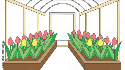 Spring tulip festival panoramic interior of conservatory alcove packed with multi coloured beds.