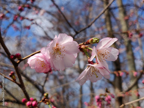 Blooming beauty of Sakura flowers in the spring