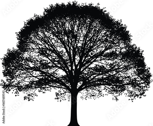 Cad style vector illustration of tree silhouette with detailed branches and dense canopy in black on white minimal background