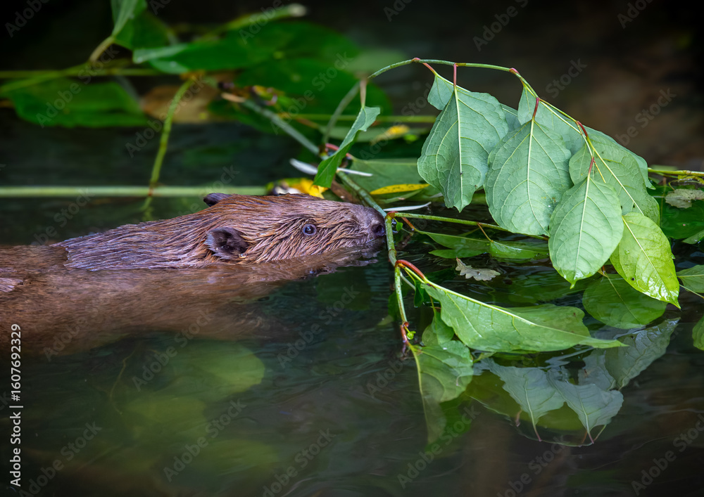 Obraz premium Beaver in Natural Habitat Near Water