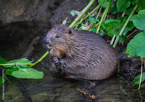 Beaver in Natural Habitat Near Water