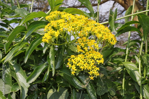 yellow flowers in the garden