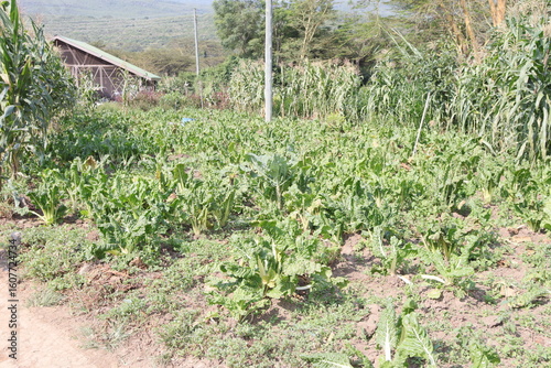 corn field in the countryside