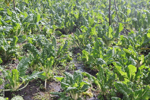 green spinach in the garden