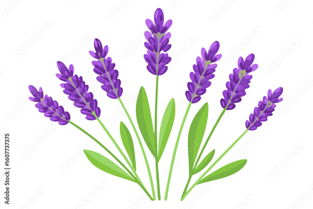 Obraz premium Lavender flower illustration vector design, aromatic purple plant, floral herb drawing, bloom blossom