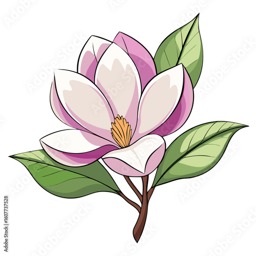 Beautiful pink and white magnolia flower illustration vector art design for print and web use