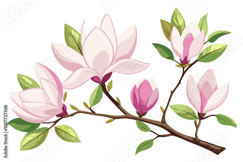 Beautiful magnolia flower blossom branch vector illustration for spring floral design and decor needs
