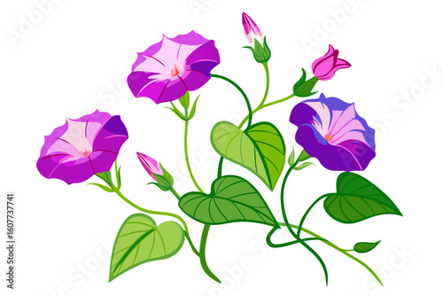 Beautiful morning glory flower illustration with purple petals and green leaves design vector art