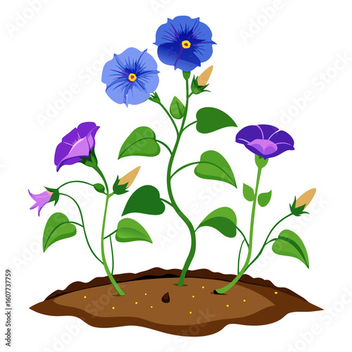 Illustration of morning glory flowers growing in soil, botanical garden floral design