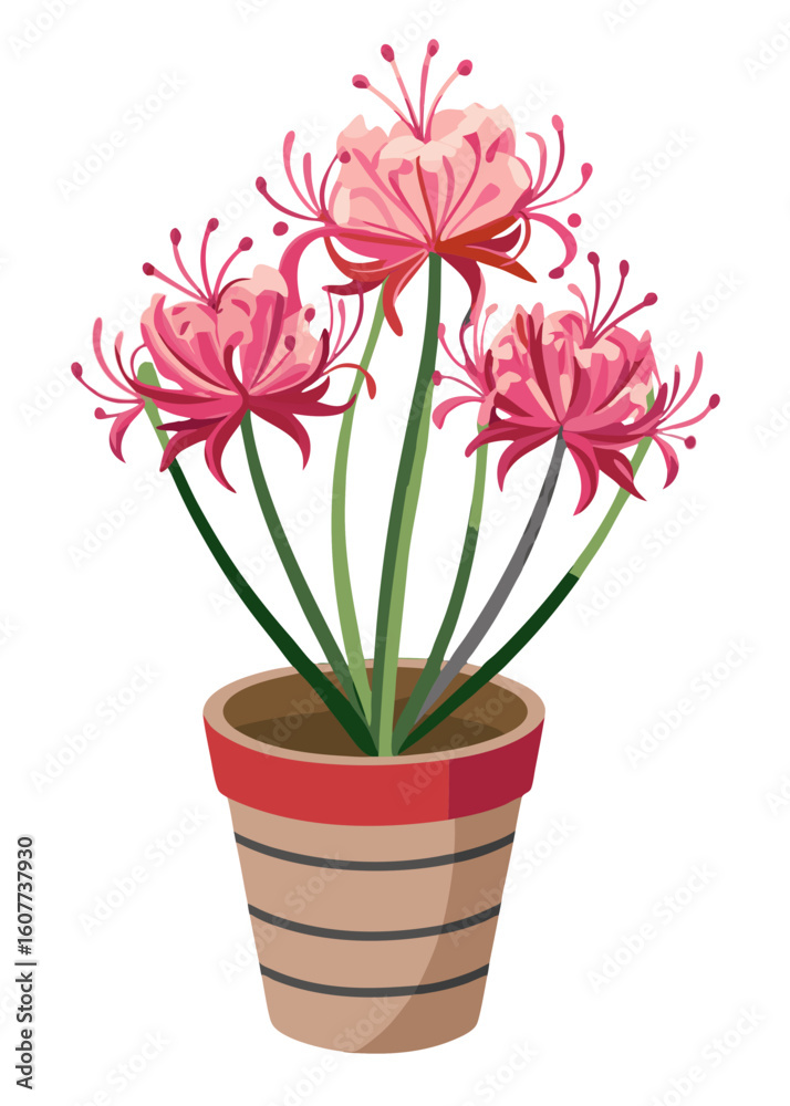 Beautiful red spider lily flowers in pot vector illustration lycoris radiata drawing art print Beautiful red spider lily flowers in pot vector illustration lycoris radiata drawing art print