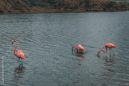 flamingos in the lake