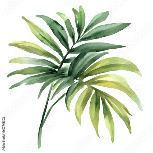 My Watercolor hand-painted palm tree leaves painting illustration isolated on a white background, My vector design, AI painting design, EPS format design. vector illustration