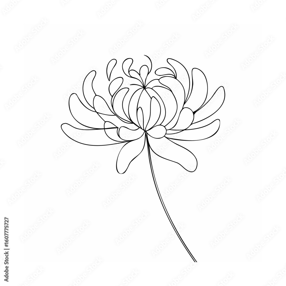 Obraz premium Delicate black line drawing of a chrysanthemum flower