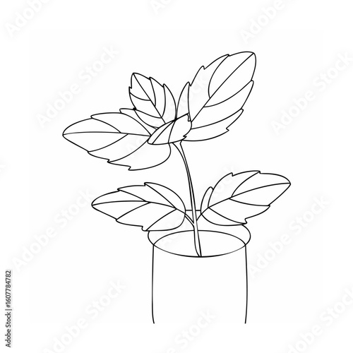 Minimalist line drawing of basil plant in pot leaves
