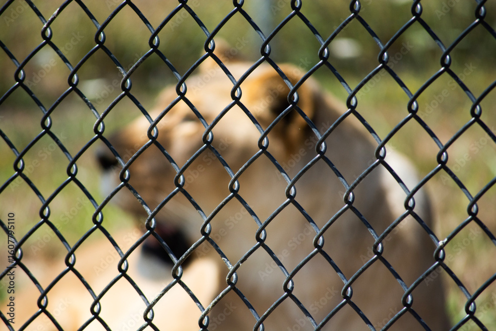 Fototapeta premium lion behind chain fence