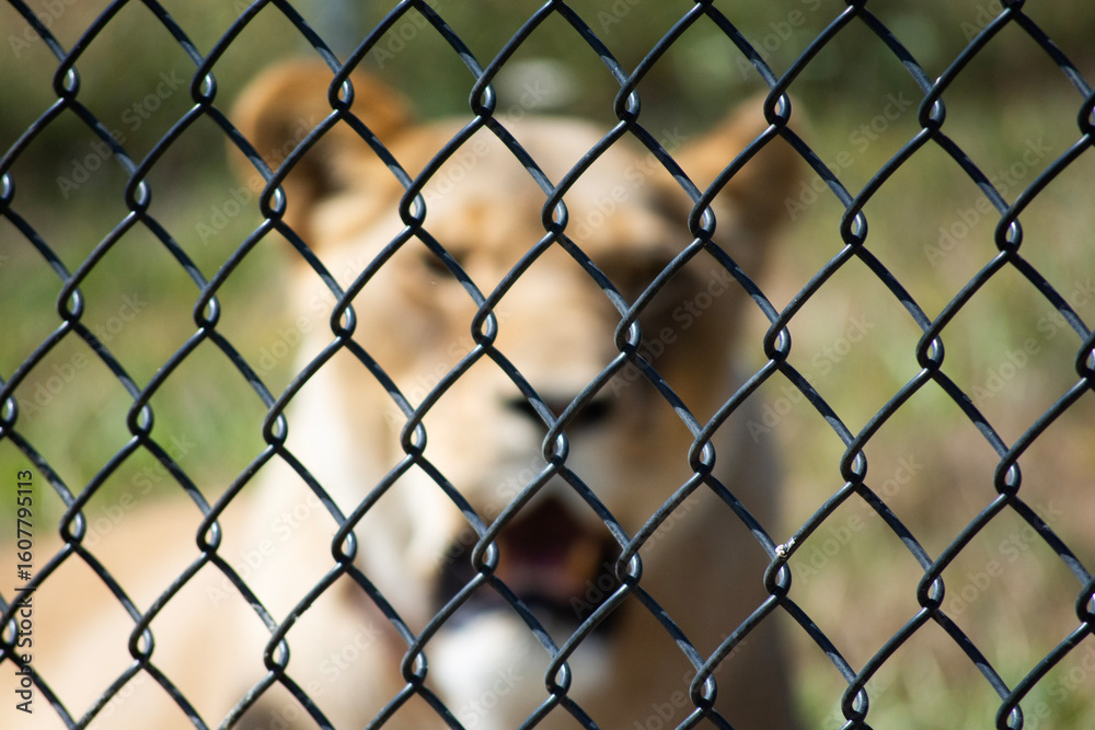 Naklejka premium wire mesh fence, lion background out of focus