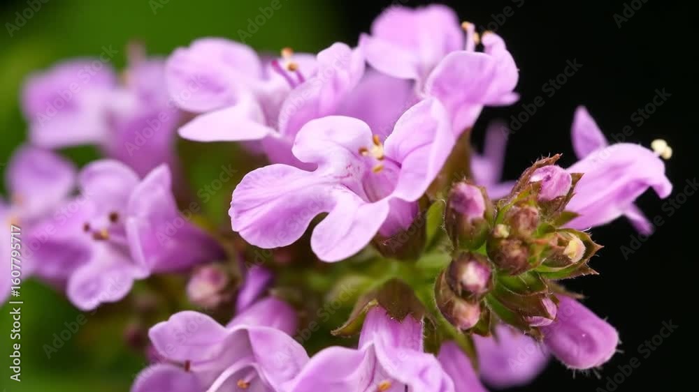 Close Up View of Blooming Purple Flowers with Green Foliage against a Dark Background in Sharp Focus Close Up View of Blooming Purple Flowers with Green Foliage against a Dark Background in Sharp Focus