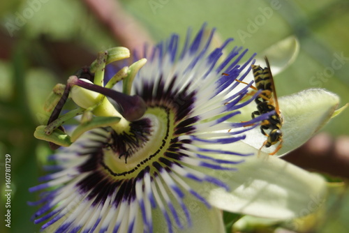 Sommerpflanzen Flieder und Schmetterlinge und Bienen
