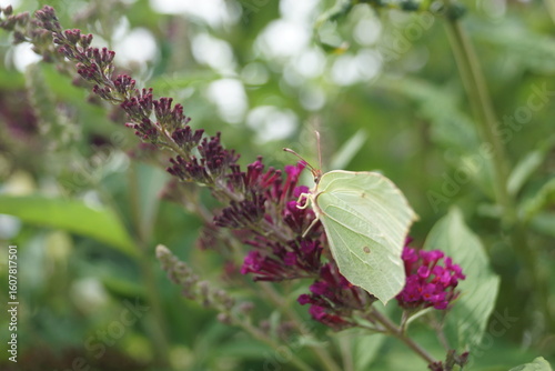 Sommerpflanzen Flieder und Schmetterlinge und Bienen