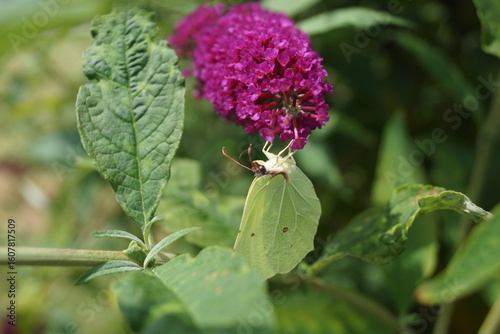 Sommerpflanzen Flieder und Schmetterlinge und Bienen