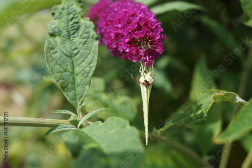 Sommerpflanzen Flieder und Schmetterlinge und Bienen