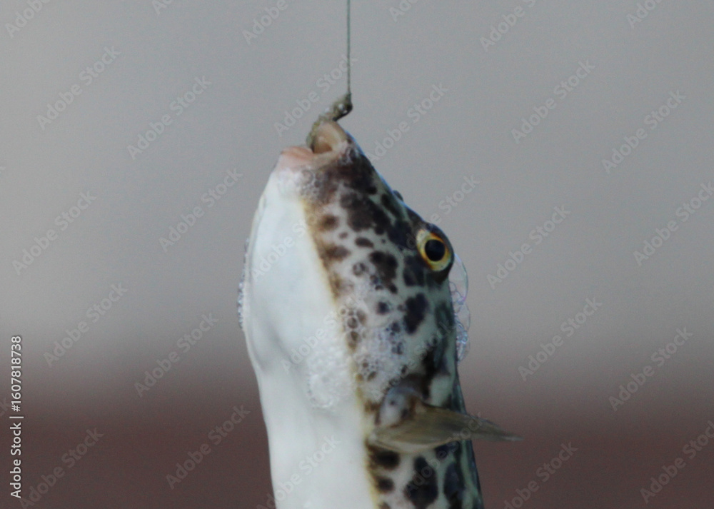 Obraz premium Puffer fish