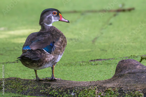 Photography Immature male wood duck perched on a fallen log over a pond covered in algae