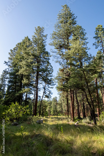 Ponderosa pine forest and meadow