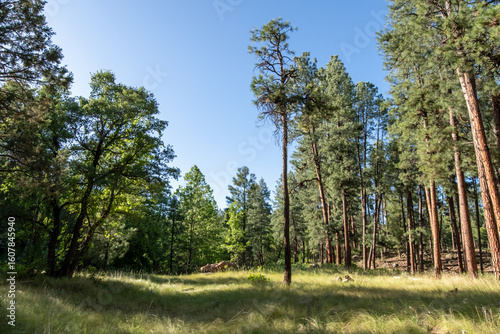 Ponderosa pine forest and meadow
