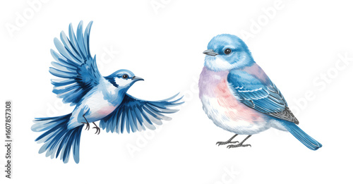 Watercolor painting of bluebirds isolated on white background.