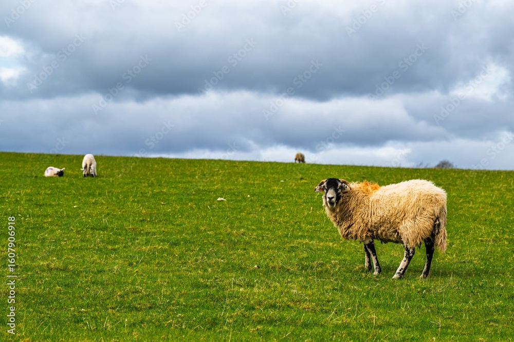Fototapeta premium Sheeps on farm in Lake District, Pooley Bridge, Ullswater Lake, Lake District National Park, Cumbria, England