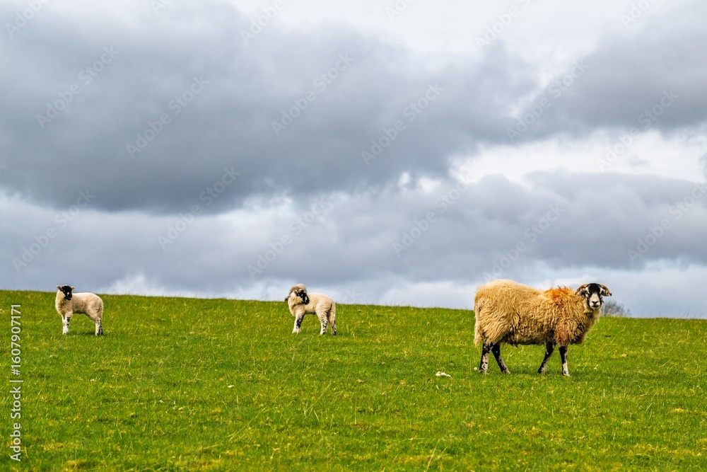 Obraz premium Sheeps on farm in Lake District, Pooley Bridge, Ullswater Lake, Lake District National Park, Cumbria, England