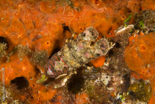 Small European locust lobster or Lesser slipper lobster (Scyllarus arctus) Magnosella (Scyllarus arctus). Cicala di mare. Alghero. Capo Caccia Sardinia Mediterranean Sea. Italy 
