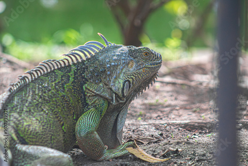 La iguana está descansando bajo la sombra de los árboles