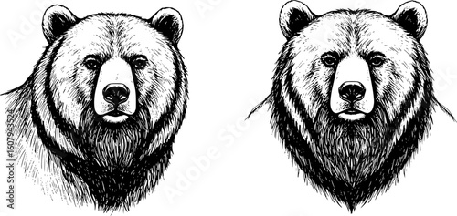 Sketch Bear with a beard. Hand drawn vector illustration. Doodle