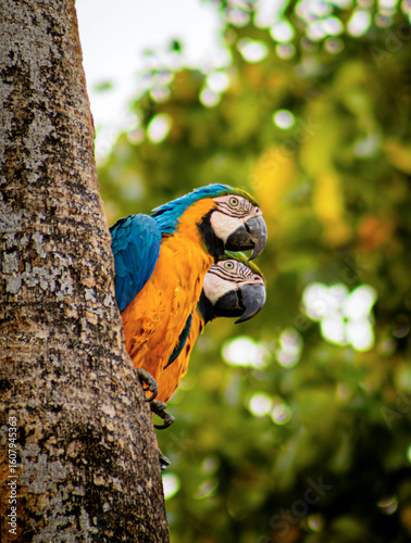 Two macaws in a tree in the Amazon rainforest
