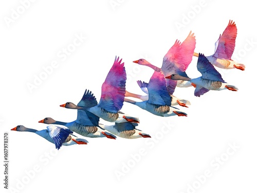 A flock of colorful geese fly together against a white background in this beautiful watercolor painting art.