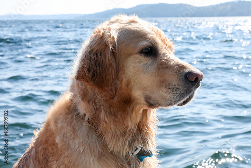 Cute golden retriever dog with wet fur on a dock after swimming in a lake. 