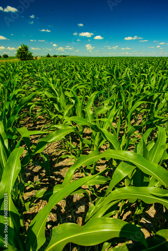 Young corn crop growing under the  summer sun in central North Dakota.