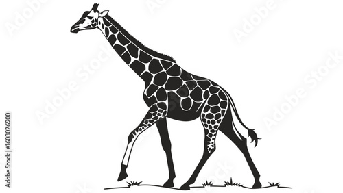Silhouette of a giraffe walking gracefully across a grassy plain with its distinctive spots showing