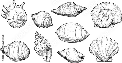 sea shell collection hand drawn vector in outline style