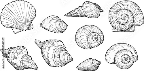 sea shell collection hand drawn vector in outline style