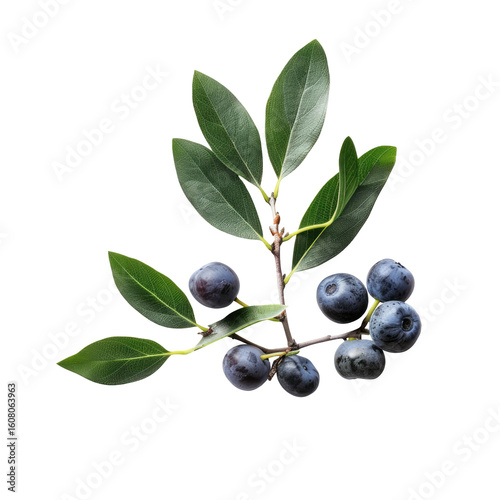 Wallpaper Mural Close-up of a branch with dark berries and leaves Torontodigital.ca