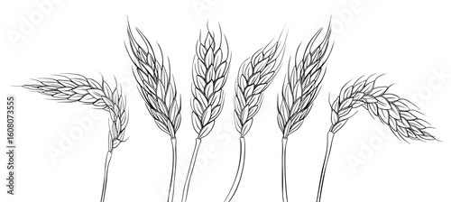 Hand drawn wheat ears isolated on white background. Vector illustration.