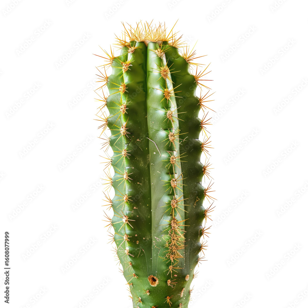 Naklejka premium Close-up of a cactus stem, vibrant green with pale yellow spines