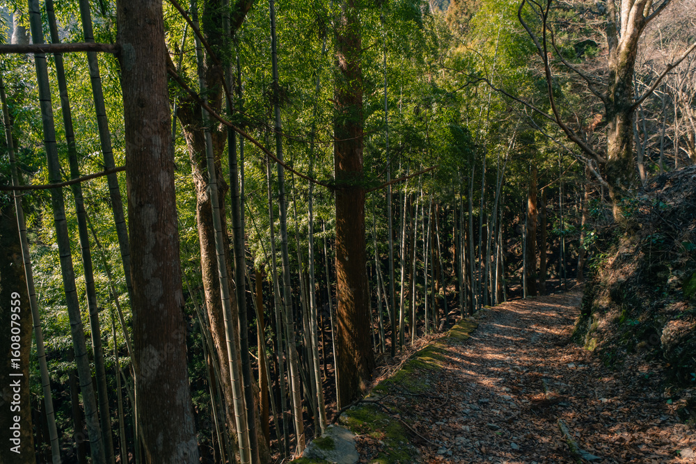 Obraz premium A path through the forest on Shikoku Island, Japan