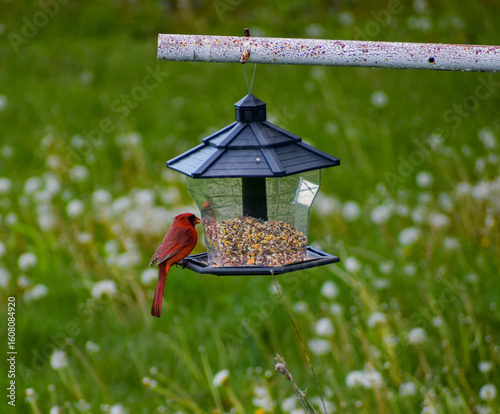 Cardinal sitting on bird feeder